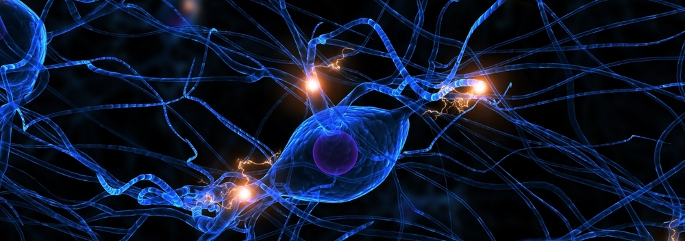 Human synapses and neurons, magnetic fields